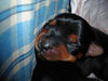 Jackpot & Puppies II : 