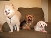 Veronica > Greenbean, Charlie, Moe & Jackpot 8/07 photo