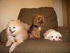 Veronica > Greenbean, Charlie, Moe & Jackpot 8/07 photo