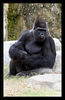 Veronica > Fort Worth Zoo 9.23.07 photo