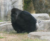 Veronica > Fort Worth Zoo 9.23.07 photo