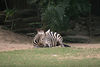 Veronica > Fort Worth Zoo 9.23.07 photo