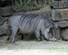 Veronica > Fort Worth Zoo 9.23.07 photo