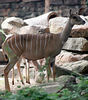 Veronica > Fort Worth Zoo 9.23.07 photo