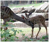 Veronica > Fort Worth Zoo 9.23.07 photo