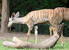 Veronica > Fort Worth Zoo 9.23.07 photo
