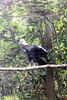 Veronica > Fort Worth Zoo 9.23.07 photo
