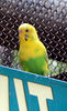 Veronica > Fort Worth Zoo 9.23.07 photo