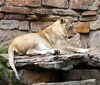 Veronica > Fort Worth Zoo 9.23.07 photo