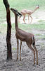 Veronica > Fort Worth Zoo 9.23.07 photo