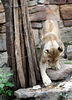 Veronica > Fort Worth Zoo 9.23.07 photo