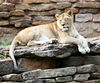 Veronica > Fort Worth Zoo 9.23.07 photo