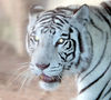 Veronica > Fort Worth Zoo 9.23.07 photo