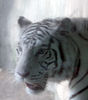 Veronica > Fort Worth Zoo 9.23.07 photo