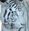 Veronica > Fort Worth Zoo 9.23.07 photo