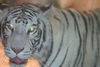 Veronica > Fort Worth Zoo 9.23.07 photo
