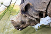 Veronica > Fort Worth Zoo 9.23.07 photo