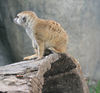 Veronica > Fort Worth Zoo 9.23.07 photo