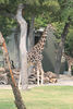 Veronica > Fort Worth Zoo 9.23.07 photo