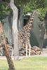 Veronica > Fort Worth Zoo 9.23.07 photo
