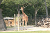 Veronica > Fort Worth Zoo 9.23.07 photo