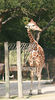 Veronica > Fort Worth Zoo 9.23.07 photo