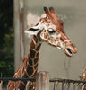 Veronica > Fort Worth Zoo 9.23.07 photo