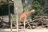 Veronica > Fort Worth Zoo 9.23.07 photo