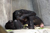Veronica > Fort Worth Zoo 9.23.07 photo