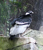 Veronica > Fort Worth Zoo 9.23.07 photo