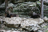 Veronica > Fort Worth Zoo 9.23.07 photo