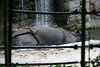 Veronica > Fort Worth Zoo 9.23.07 photo