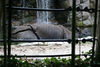 Veronica > Fort Worth Zoo 9.23.07 photo