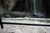 Veronica > Fort Worth Zoo 9.23.07 photo