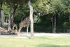 Veronica > Fort Worth Zoo 9.23.07 photo