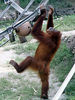 Veronica > Fort Worth Zoo 9.23.07 photo