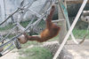 Veronica > Fort Worth Zoo 9.23.07 photo
