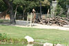 Veronica > Fort Worth Zoo 9.23.07 photo