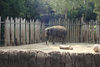 Veronica > Fort Worth Zoo 9.23.07 photo