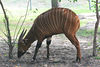 Veronica > Fort Worth Zoo 9.23.07 photo