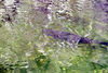 Veronica > Fort Worth Zoo 9.23.07 photo