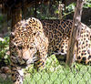 Veronica > Fort Worth Zoo 9.23.07 photo