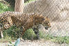 Veronica > Fort Worth Zoo 9.23.07 photo