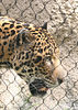 Veronica > Fort Worth Zoo 9.23.07 photo