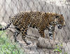 Veronica > Fort Worth Zoo 9.23.07 photo
