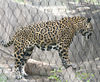 Veronica > Fort Worth Zoo 9.23.07 photo