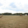 Veronica > Camels 10.13.07 photo
