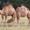 Veronica > Camels 10.13.07 photo