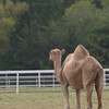 Veronica > Camels 10.13.07 photo