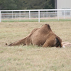 Veronica > Camels 10.13.07 photo